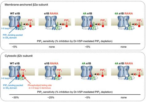 Scientists identified the regulation mechanism of calcium channels