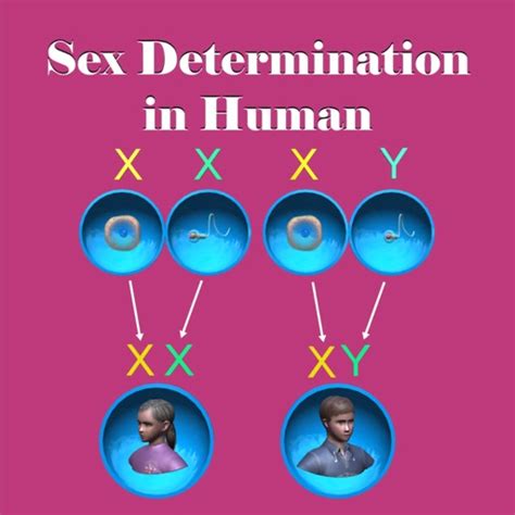 Sex Determination In Human By Sunil Christian