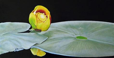 Waterlily Oil Painting By Norman Holmberg Artfinder