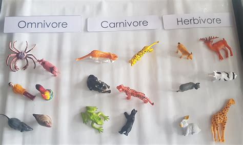 Classification Omnivorecarnivoreherbivore Sg