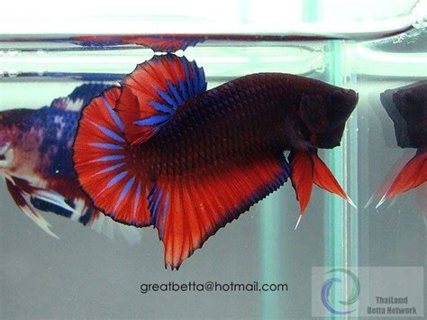 Betta Black Devil L G V I N T V Betta Black Devil Betta Sales