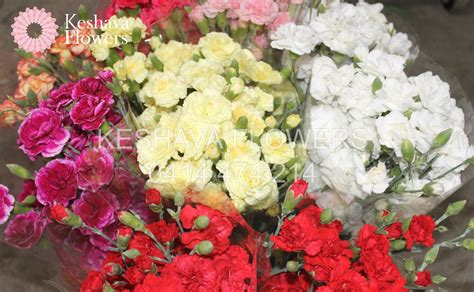 Mixed Spray Carnations Per Bunch Keshava Flowers