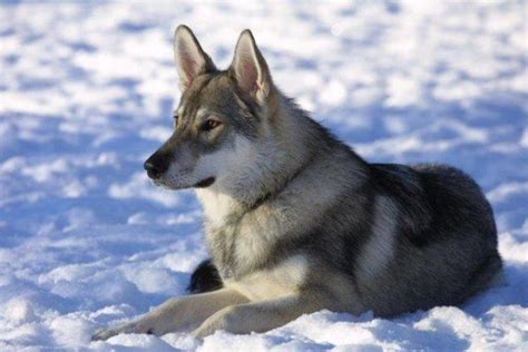 Cachorros que parecem lobos 15 raças FOTOS incríveis