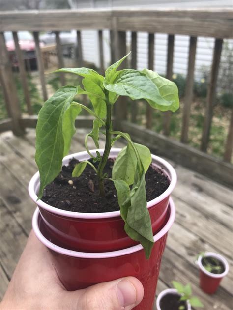 Cayenne Pepper I Believe Its Overwatered Any Ideas Hotpeppers