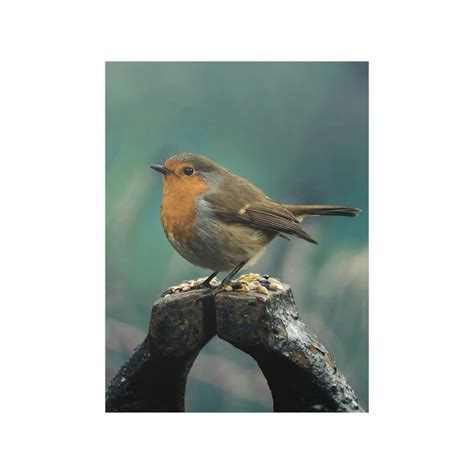 Pretty Bird Poster, Bird Posing, Wall Art, Wall Decoration, Bird ...