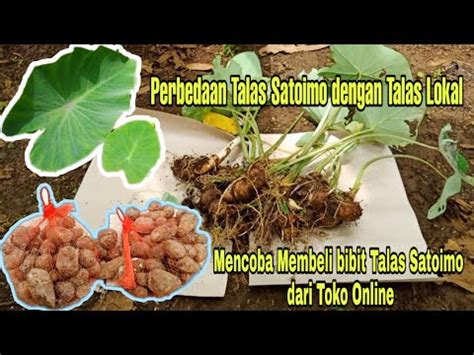 Membeli Bibit Talas Satoimo Dari Toko Online Dan Perbedaan Antara Talas