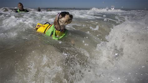 All I want to do today is watch the World Dog Surfing Championships ...