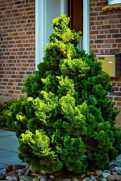 Graceful Dwarf Hinoki Cypress Shrubs For Sale Online | The Tree Center