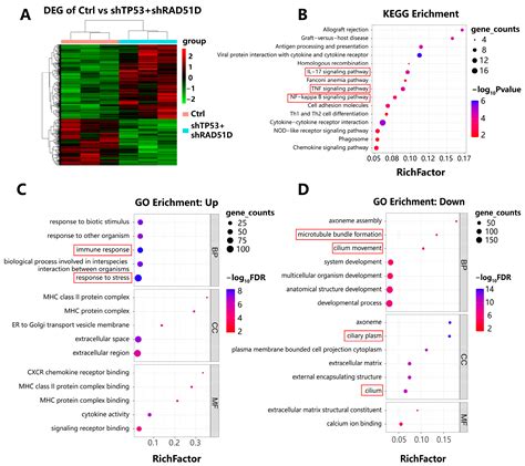 Ijms Free Full Text Human Fallopian Tube Derived Organoids With