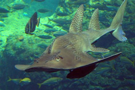 Bowmouth Guitarfish Sea Life Bangkok Ocean World