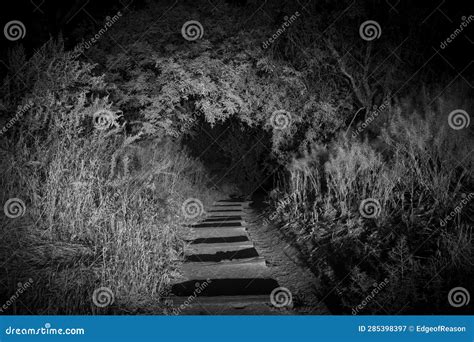 mysterious secret scary forest entrance  stairs    night