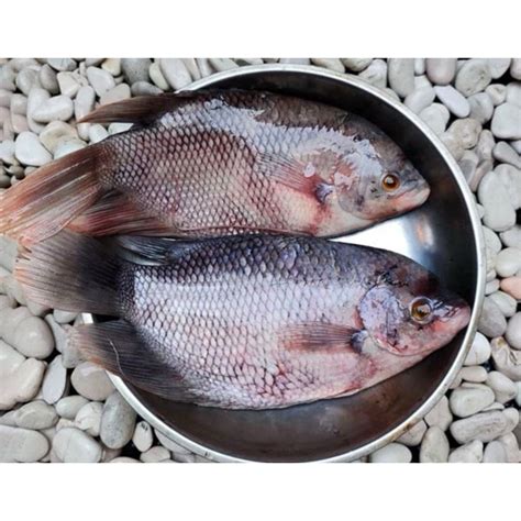 Jual Ikan Gurame Ikan Gurami Hidup Shopee Indonesia