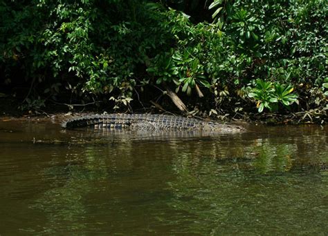 Bentota River Boat Safari - Bentota Travel Mart