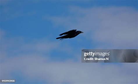 Bullet Flying Through Air Photos and Premium High Res Pictures - Getty ...