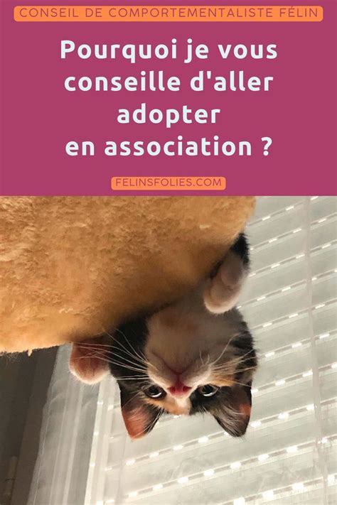 Super Bonnes Raisons D Adopter Un Chat Artofit