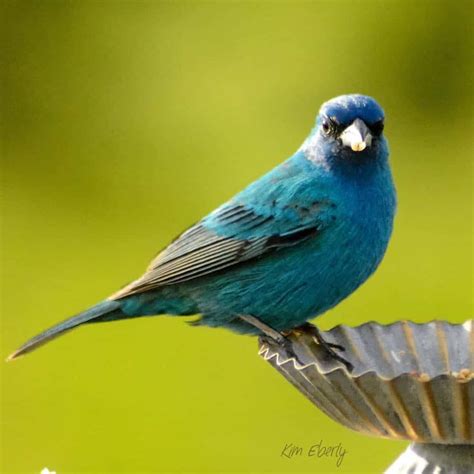 5 Simple Ways to Attract Indigo Buntings to Your Yard | On The Feeder