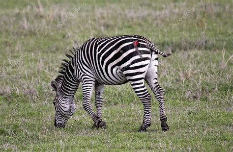 Zebra attacked by a lion — Stock Photo © blueice #6382080