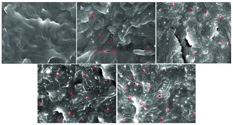Scanning Electron Microscopy (SEM) of the nanocomposites fractured ... 