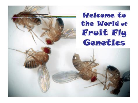 Powerpoint Fruit fly genetics