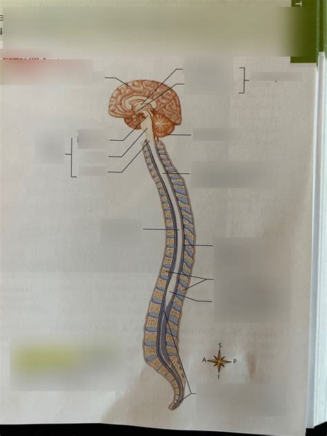 The Central Nervous System Diagram Quizlet