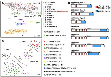 小児悪性脳腫瘍の進行に関わる新たながんシグナルを発見 〜がん細胞を増殖させる遺伝子変異の研究が導く新しい治療戦略づくり〜 国立研究開発法人