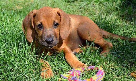 Bloodhound Mix Puppies For Adoption - Puppy And Pets