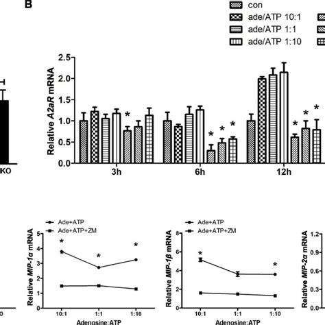 Adenosine Inhibits Neutrophil Chemotaxis Through A2ar A Lung A2ar Mrna Download Scientific