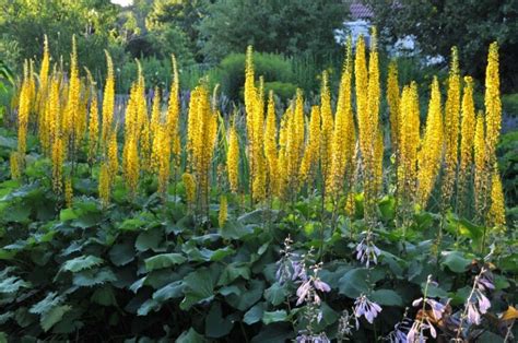 The Beauty of Yellow Perennial Flowers