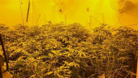 Cannabis Grow House Discovered In Creggs News Roscommon Herald