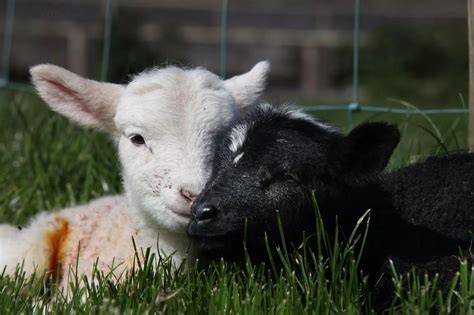 Rare Black And White Twin Lambs At Whitehouse Farm Chronicle Live