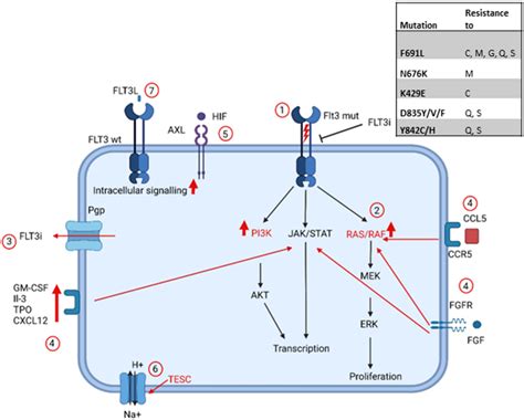 Overview of resistance mechanisms to FLT3 inhibitors. 1: On-target ...