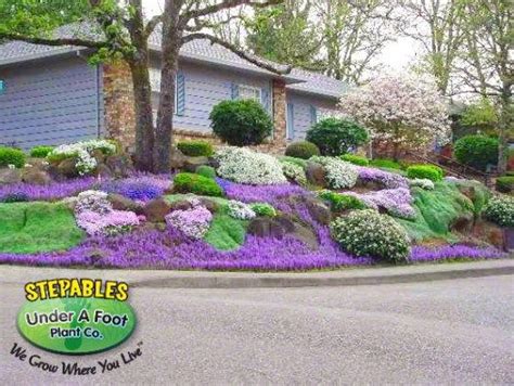 Low Maintenance Hillside Ground Cover Ground Cover Good