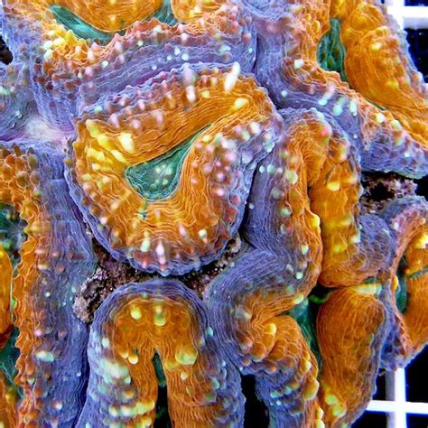 Lobophyllia Corymbosa Orange Aquapro2000