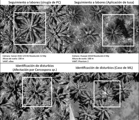 Ejemplo De Aplicaciones De La Teledetecci N En El Cultivo De Palma De