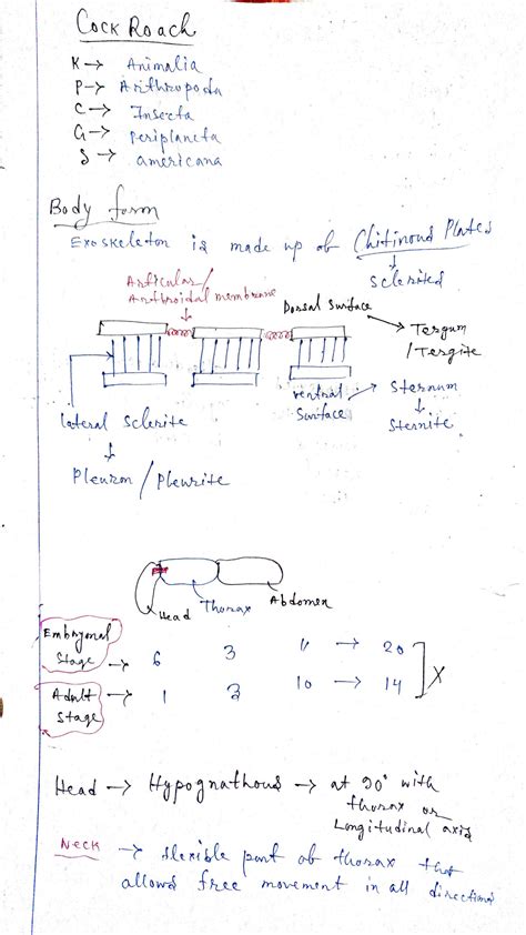 SOLUTION: Anatomy of cockroach - Studypool