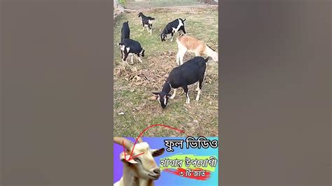 ব্ল্যাক বেঙ্গল ছাগলের গড় ওজন কত কেজি Sukhchor Goat Farming Youtube