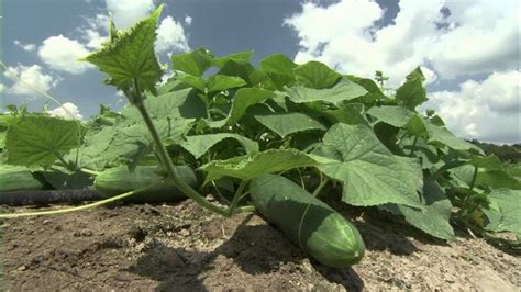 Cultivo De La Tierra Antes De Plantar Pepinos Qué Tipo De Suelo Les Gusta A Los Pepinos Cómo