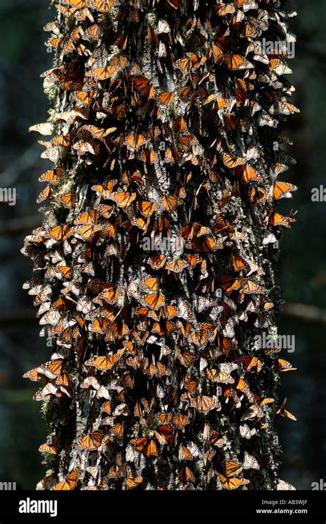 Mariposa Monarca Danaus Plexippus El Chincua Reserva Natural Miles