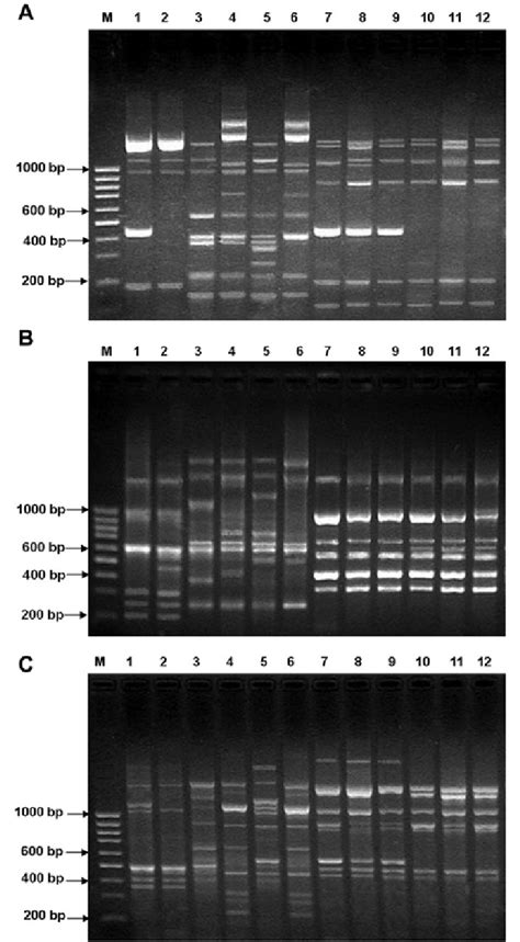 Rep Pcr Fingerprinting Assay Of Xanthomonas Isolates Causing Bacterial