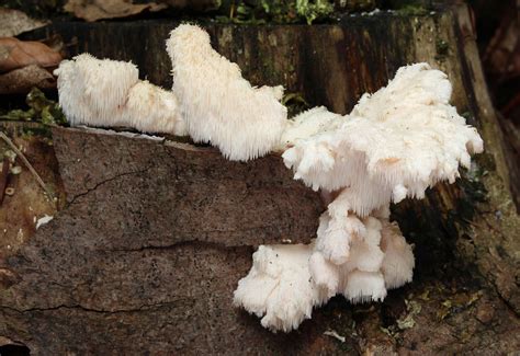 Hericium Cirrhatum The Ultimate Mushroom Guide