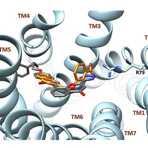 Figure S Comparison Between The Binding Mode Of Compound Orange