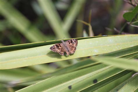 Horace S Duskywing From Fish Hawk Nature Preseve On October 6 2023 At