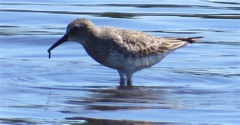 South Shore Bird Club Of Ma South Shore Shorebirding 872016