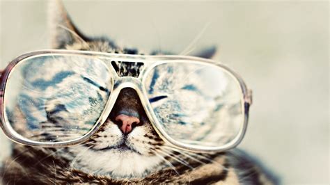 101 Cats Wearing Sunglasses