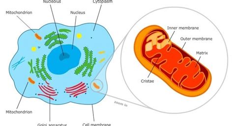 Why is the Mitochondria called the Powerhouse of the Cell - CBSE Class Notes Online - Classnotes123