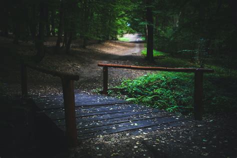 Bridge in the forest · Free Stock Photo