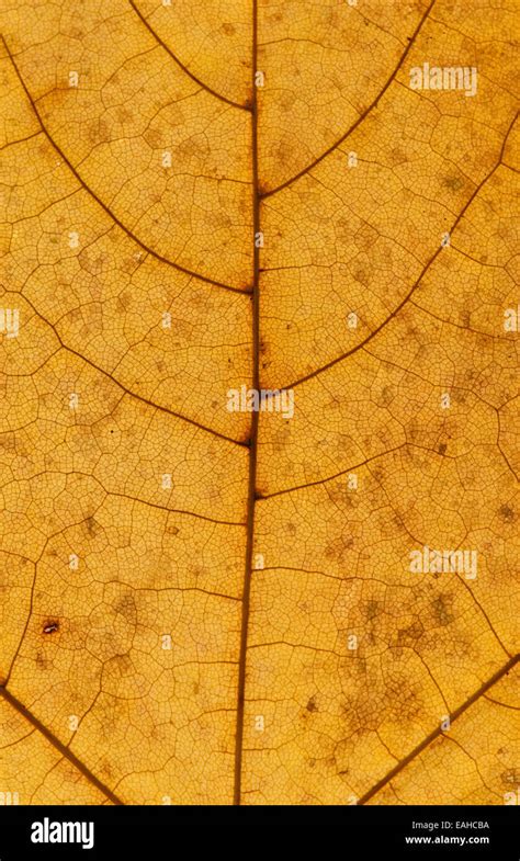 Detail Of A Sycamore Leaf In Autumn Stock Photo Alamy