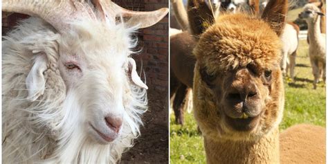 Alpaca vs. Cashmere? 6 Big Differences– Shupaca