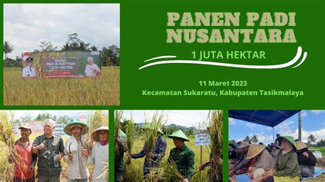 Panen Padi Nusantara Juta Hektar Kecamatan Sukaratu Kabupaten