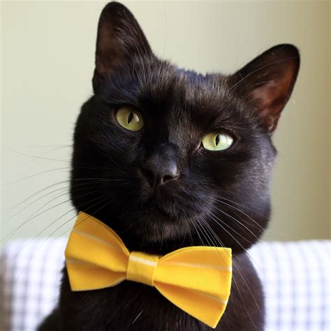 Cute Young Black And White Cat Kitten Rescue Wearing White And Yellow